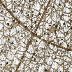 53" Pre-Lit LED Champagne Gold Praying Angel -Northlight Shop D619797S 14